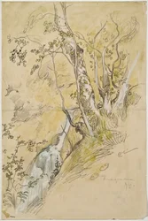 Bouleaux près d