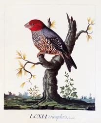 Loxia erythrocephala (Amadina erythrocephala), Diamant à tête rouge