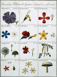 Deuxième Table du Système Sexuel des Plantes de Linné