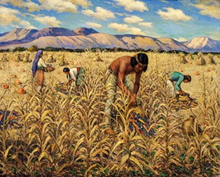 Récolte du maïs à Santo Domingo