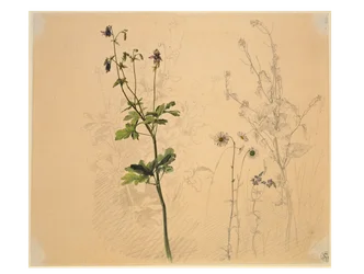 Ancolie, marguerite, alliaire et lobélie
