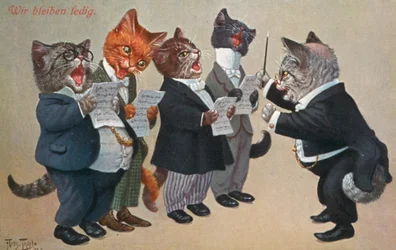 Carte postale humoristique de chat