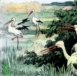 Wilhelm Hauff - Contes de fées - Le calife cigogne, vers 1910