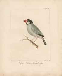 Le pinson du riz de Java (lithographie coloriée à la main)
