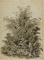 Plantes au bord de l