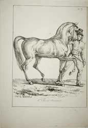Garde royale, cavalier normand, pas en tenue complète, et cheval, No. 3