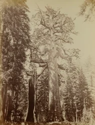 Géant du Grizzly, Mariposa Grove