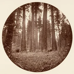 James Roi de William. Keyston State etc. Calaveras Grove, ca. 1878