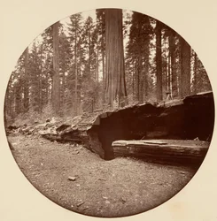 Mammoth Three Grove Hotel Calaveras Co Cal., vers 1878