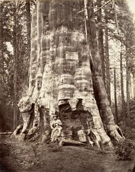 Mère de la forêt