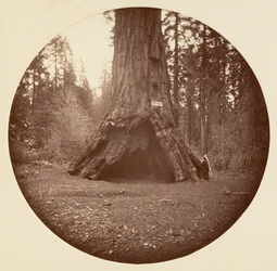 Cabane des pionniers - Calaveras Grove, ca. 1878