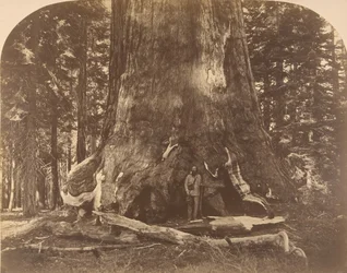 Section du Géant Grisly, Mariposa Grove