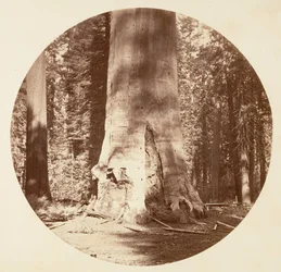 La Mère de la Forêt - Calaveras Grove (vers 1878)