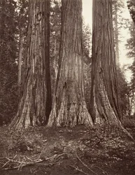 Les Trois Grâces, 272 pieds, 1865-66, imprimé vers 1876