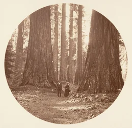 Les Trois Grâces vues à travers le bosquet Bryant et Seward Calaveras, vers 1878