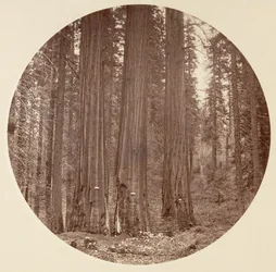 Parc national de Yosemite, Californie, vers 1878.