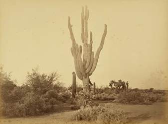 [Cereus giganteus, S.P.R.R., Arizona.]
