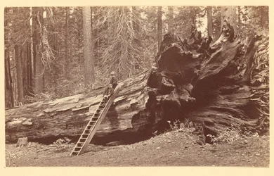 [Père de la forêt Calaveras Grove]