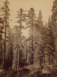 [Scène de forêt] / [Pins à sucre]