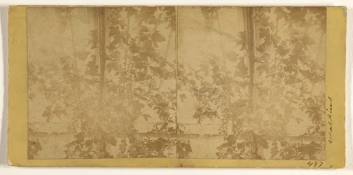 [Vignes]