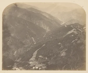 Joséphine et pin