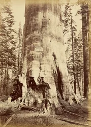[Mère de la forêt, haute de 221 pieds]