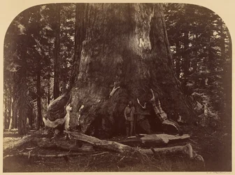 Section du Grizzly Giant, Mariposa Grove, diamètre 33 pieds
