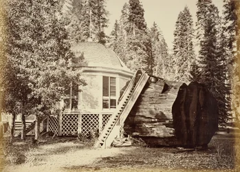 Le pavillon sur la souche, 28 pieds de diamètre