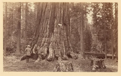 [La fierté de la forêt, Calaveras Grove]