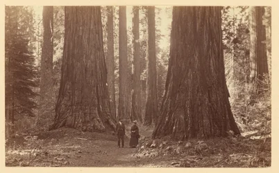 Les Trois Grâces, Calaveras Grove