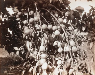 Sans titre [fruit sur un arbre]