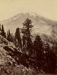 [Williamsonii, mont Shasta]