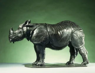 Rhinocéros de 3 ans, vers 1910
