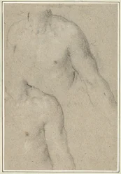 Deux études du torse d