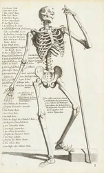 Étude anatomique du squelette humain par Carlo Cesi