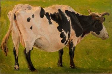 Vache noire et blanche debout
