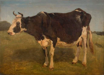 Vache debout en noir et blanc. Étude.