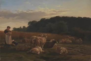 Un troupeau de moutons. Motif de la forêt de Faxinge près de Nysø