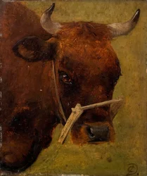 Tête de vache. Étude.