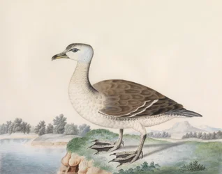 Canard de Java