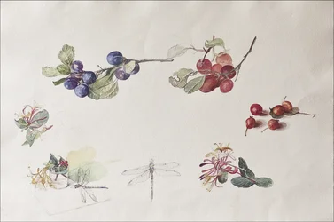 Fruits et fleurs d