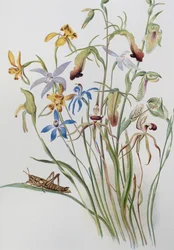 Iris et véronique bleue