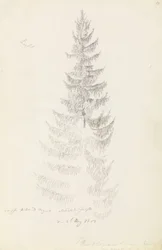 Épicéa
