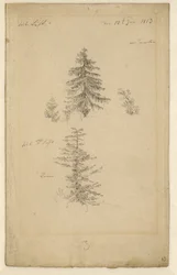 Allemand : Zwei Tannenstudien Deux études sur les sapins