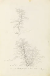 Groupe de jeunes arbres