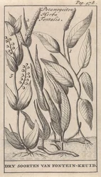 Trois types de potamot