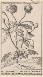 Coquelicot