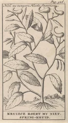 Balsamine