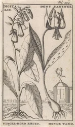 Page de titre et huit estampes avec des fleurs