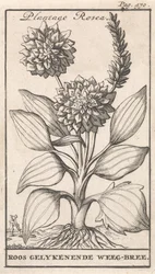 Page de titre et huit estampes avec des fleurs